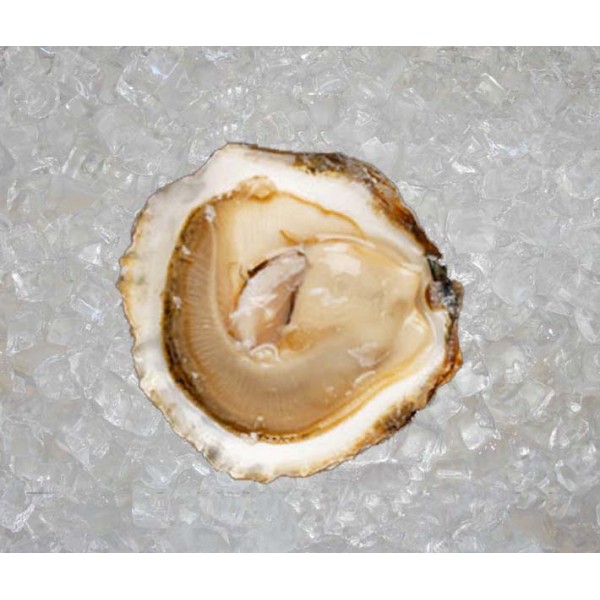 Belon Flat Oyster